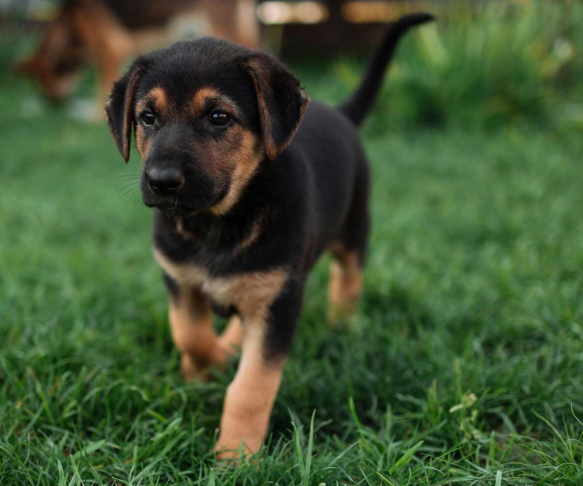 Ranch Hound Dog Food