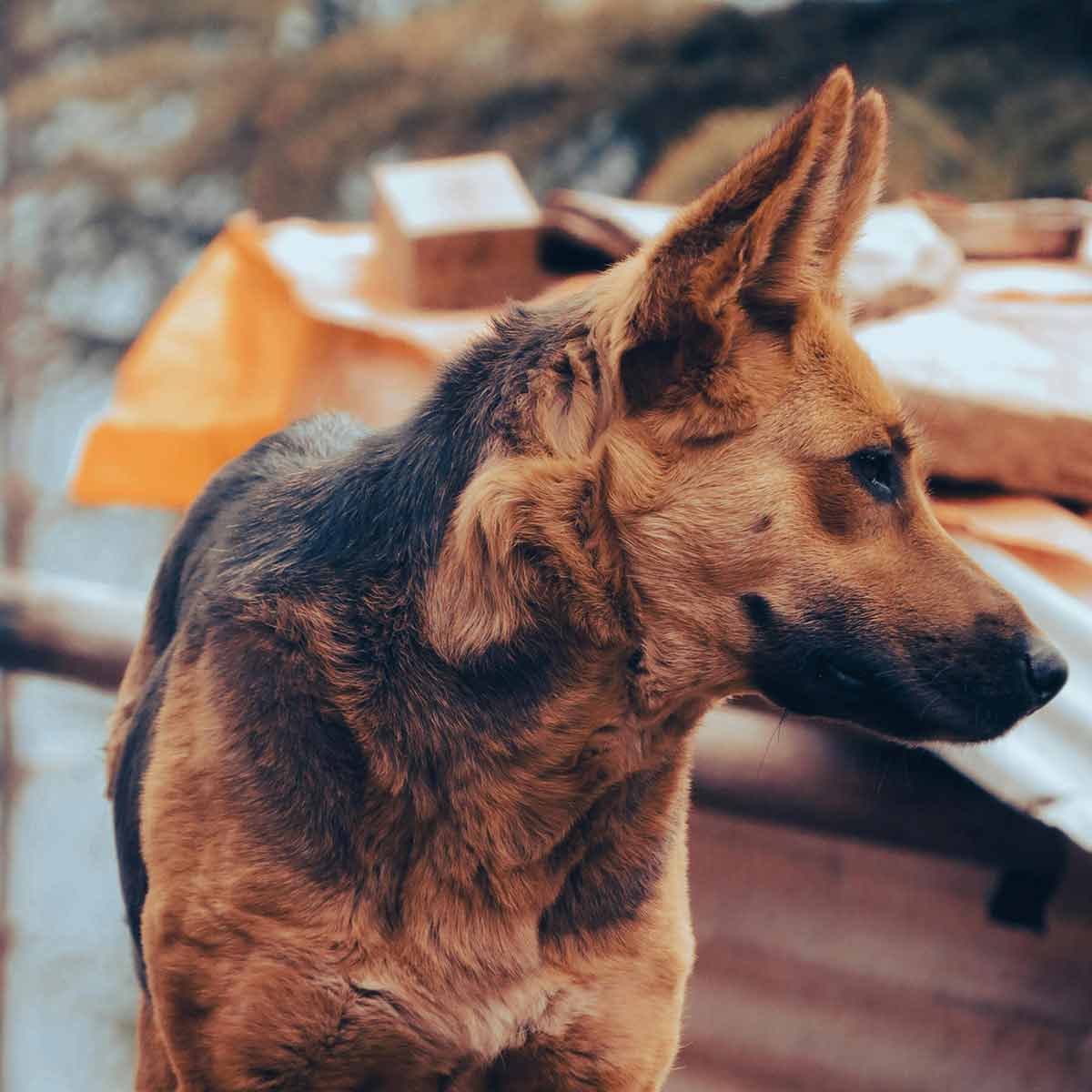 Ranch Hound food