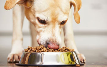 veterinary diet food 