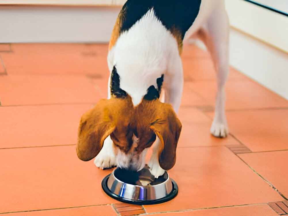 Dry dog food feeding guidelines