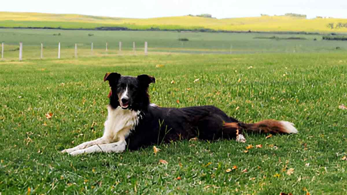 Features Of Hartwick Field Dog Food