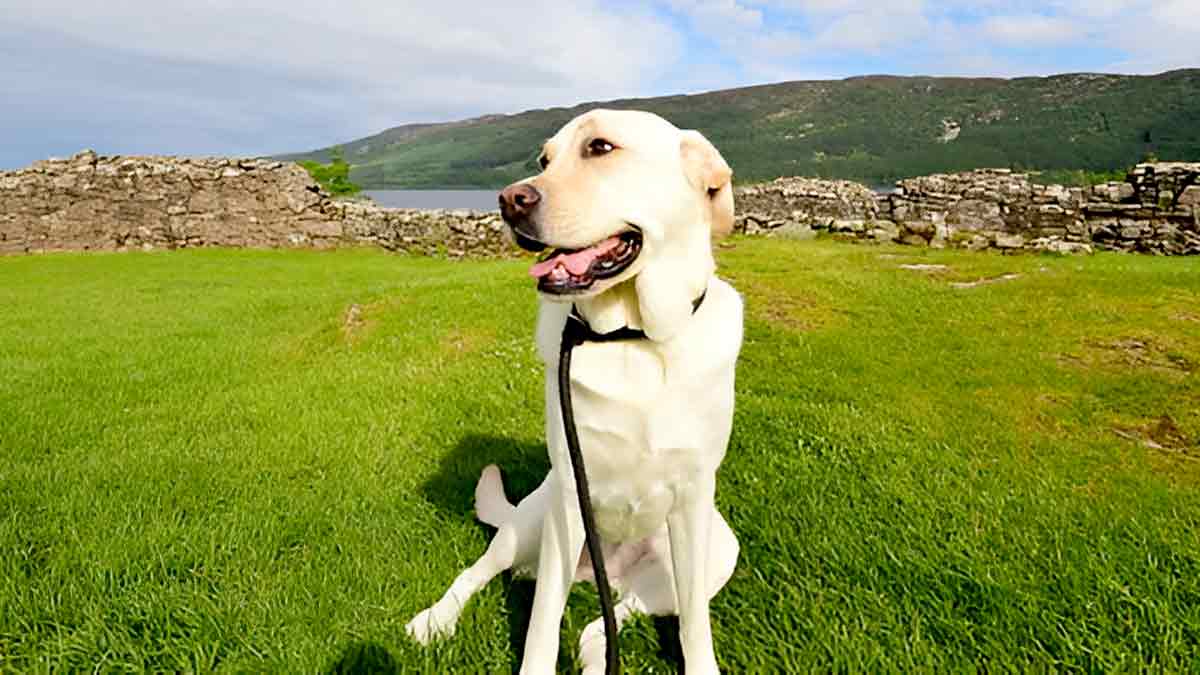 Hartwick Field Dog Food: Know A Nutritious Dog Food! 