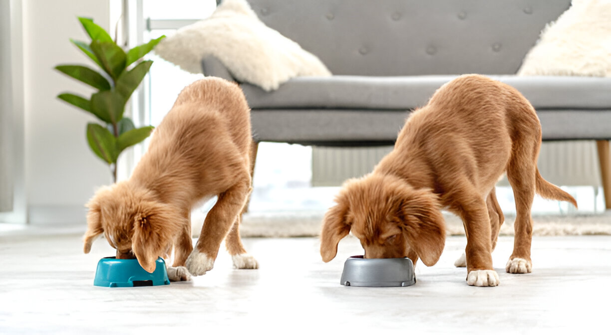 Wilco Dog Food Features And Benefits