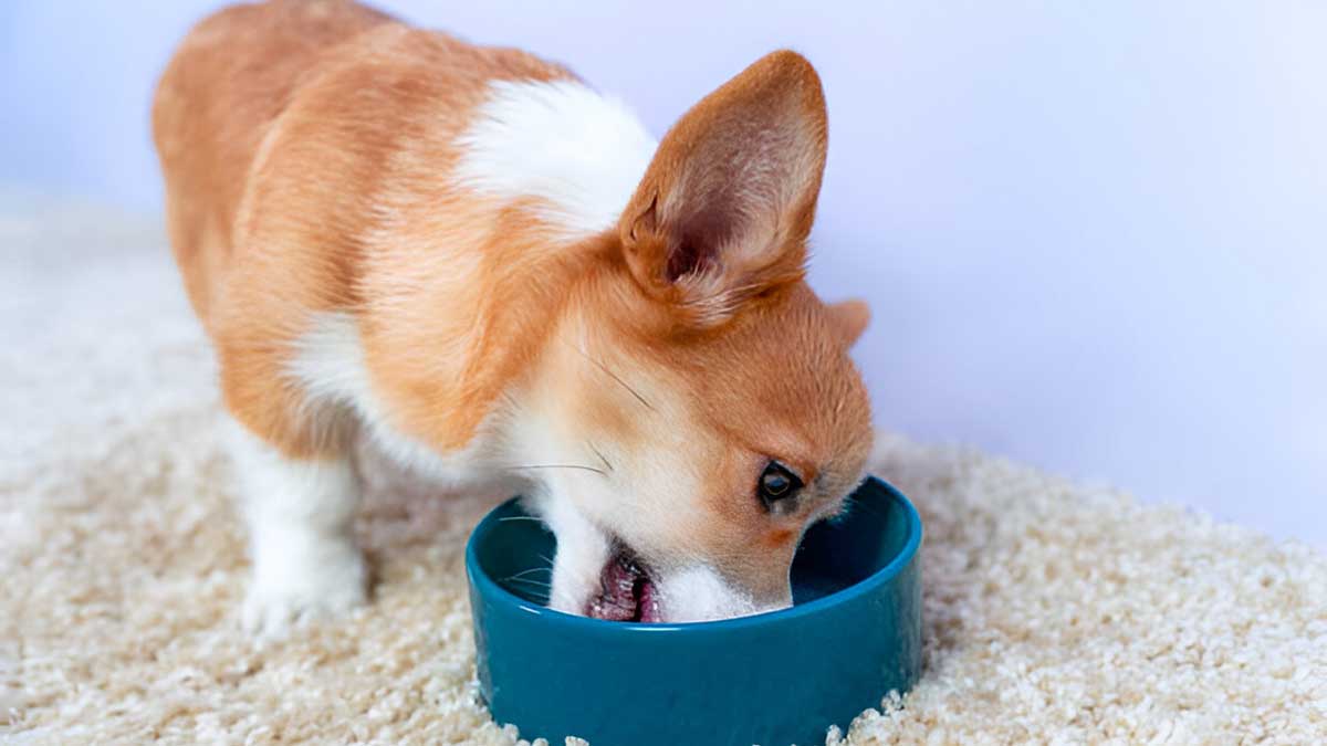 Benefits Of Feeding Wet Food To Dogs